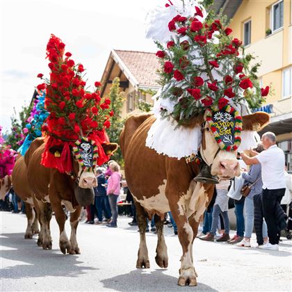 Almabtrieb (c)Region HoheSalve - AlexanderAmer