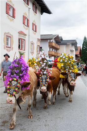 Almabtrieb @ Region Hohe Salve - Larissa Weiskopf