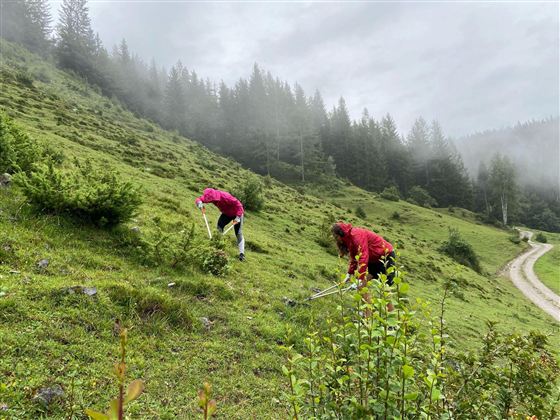 Almpflege_Arbeiten auf der Wiese