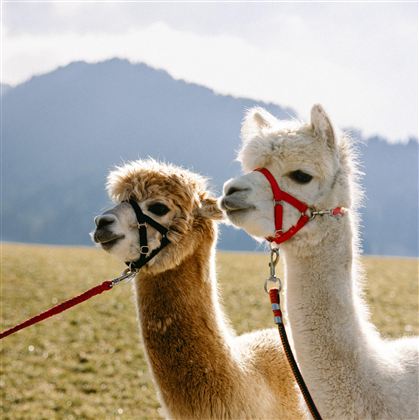 Two llamas in a meadow with a mountain landscape in the background. Both are wearing halters and are curiously looking at the camera.