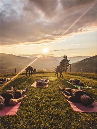 Alpaka Yoga Abends