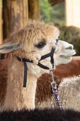 An alpaca with curly, light brown fur stands in a stable. It wears a halter and looks curiously to the side.