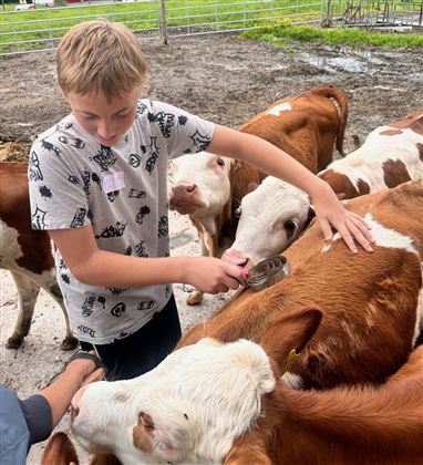 Ein Junge bürstet eine Kuh auf einem Bauernhof. Im Hintergrund sind mehrere Kuhherden und grünes Gras zu sehen.