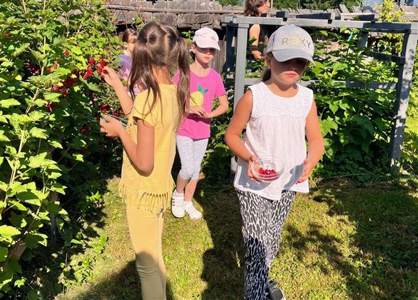 Kinder pflücken Beeren in einem Garten. Die Sonne scheint und sie haben Spaß bei der Ernte.