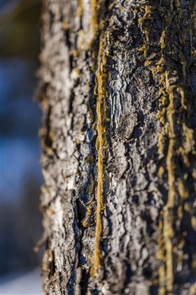 Ein Baumstamm mit einer raue Rinde ist sichtbar. Auf der Oberfläche verlaufen harzartige Linien in gelber Farbe.