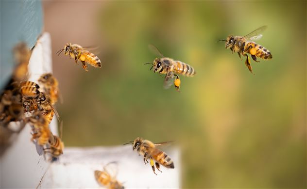 Eine Gruppe von Bienen fliegt um einen Bienenstock. Einige Bienen sind am Eingang, während andere in der Luft sind.