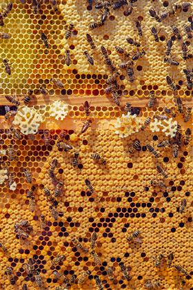 Bienen