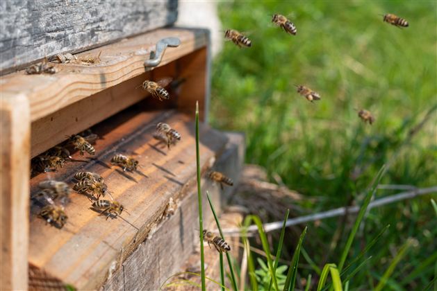 Bienenzuchtverein Ellmau-Scheffau