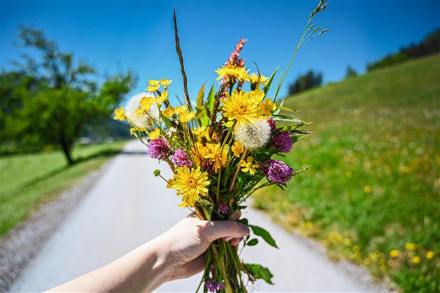 Blumen @Region Hohe Salve - Magdalena Laiminger