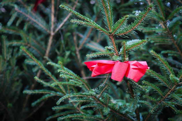 Ein grüner Tannenbaum mit roten Schleifen dekoriert. Die Äste sind dicht und frisch.