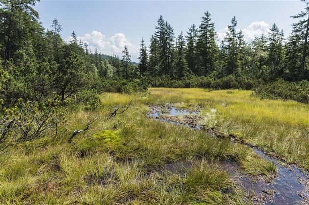 Ein wunderschönes Moorgebiet mit grünen Gräsern und kleinen Wasserstellen. Im Hintergrund stehen hohe Bäume unter einem klaren Himmel.