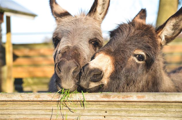 Esel- und Lamawanderung_(c)Shutterstock