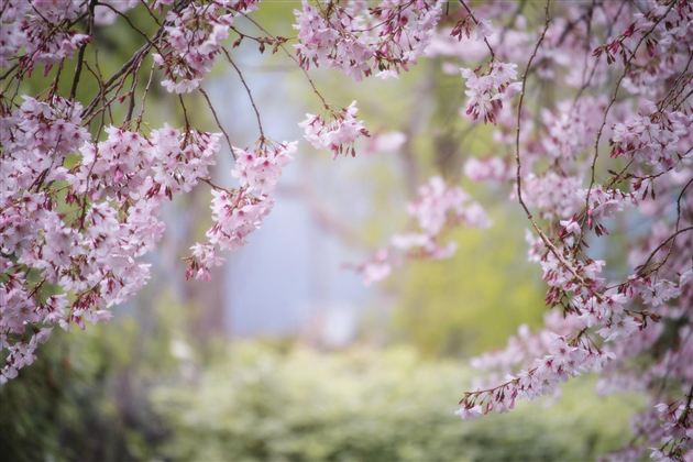 Ein schöner Kirschbaum mit zarten rosa Blüten. Im Hintergrund sind unscharfe grüne Pflanzen sichtbar.