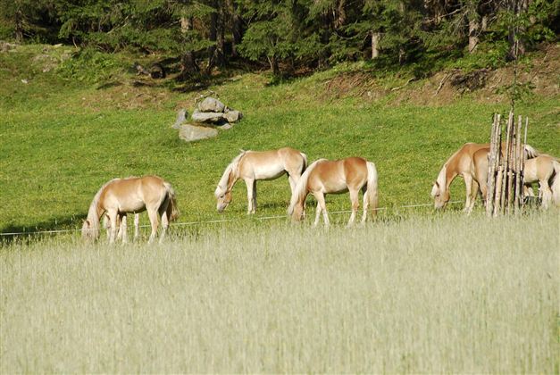 Eine Gruppe von Pferden grast auf einer grünen Wiese. Im Hintergrund sind Bäume und Felsen sichtbar.