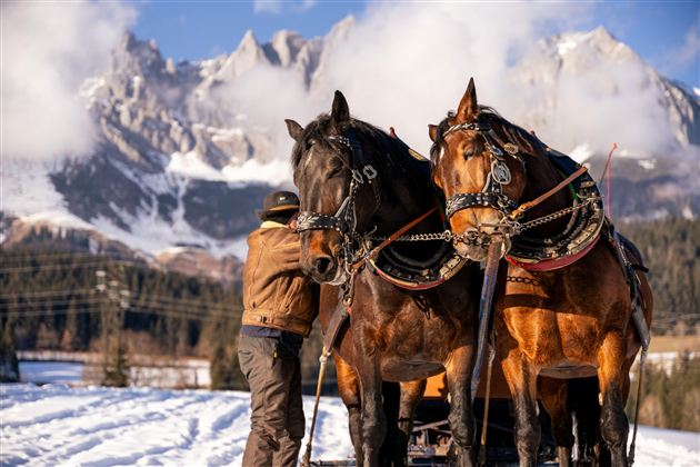 Zwei Pferde stehen im Schnee vor einer beeindruckenden Gebirgslandschaft. Ein Mann kümmert sich um die Pferde und die Sonne scheint auf die Szene.