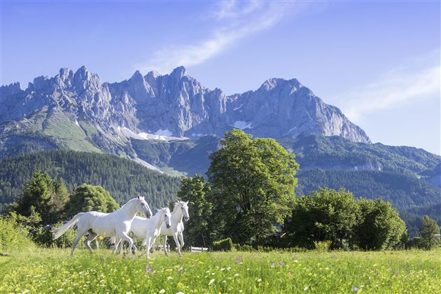 Drei weiße Pferde grasen auf einer Wiese vor majestätischen Bergen. Der Himmel ist klar und blau, die Landschaft ist grün und einladend.