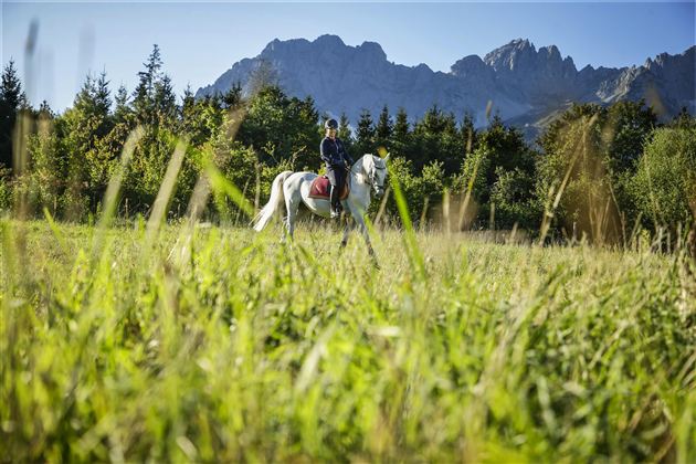 Ein Reiter auf einem weißen Pferd in einer grünen Wiese. Im Hintergrund sind bewaldete Berge und ein klarer blauer Himmel zu sehen.