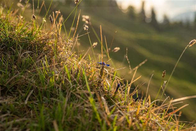 A green meadow with tall grass and scattered flowers. The gentle slope is illuminated by warm light.