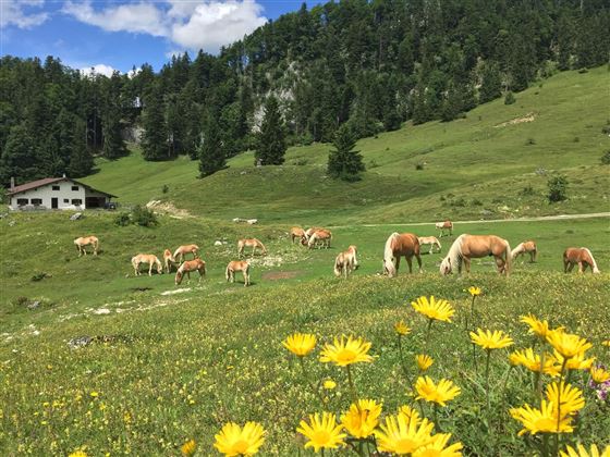 Haflinger Hengstabtrieb