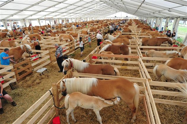 Haflinger Weltausstellung_Fohlenhof_Ebbs_Fotograf_