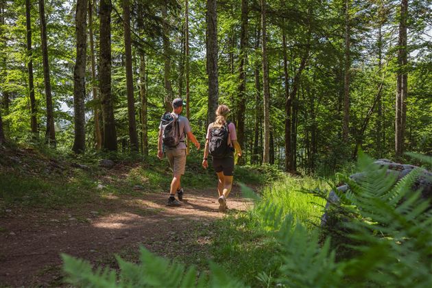 A green meadow with various grasses and plants. Water droplets sparkle on the leaves.
