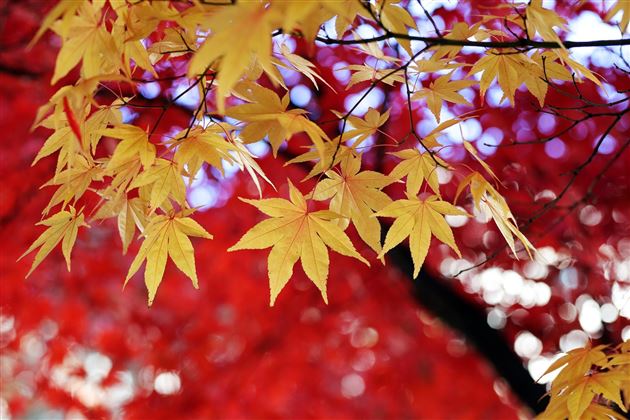 Herbstzeit
