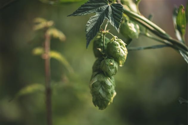 Hopfen