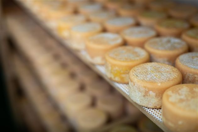 Ein Regal mit runden Käserädern in verschiedenen Farbtönen. Die Käselaibe sind ordentlich angeordnet und wirken frisch.