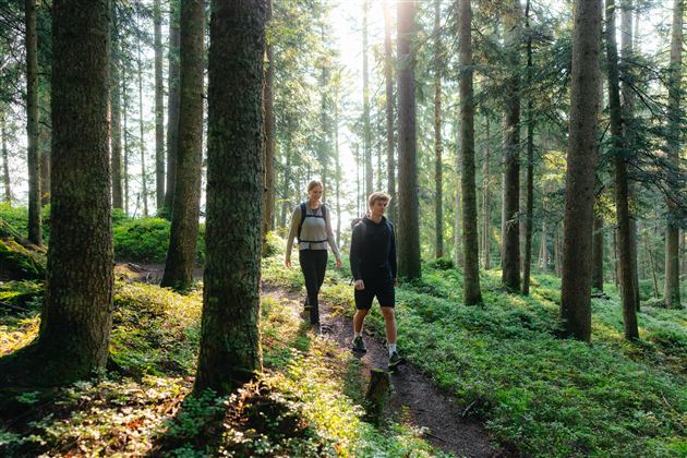 Zwei Personen wandern durch einen sonnigen Wald. Die Bäume und das grüne Unterholz sorgen für eine erfrischende Atmosphäre.