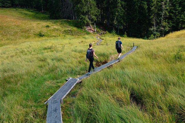 Zwei Wanderer gehen auf einem Holzsteg durch eine grüne Wiese. Im Hintergrund sind Bäume zu sehen.