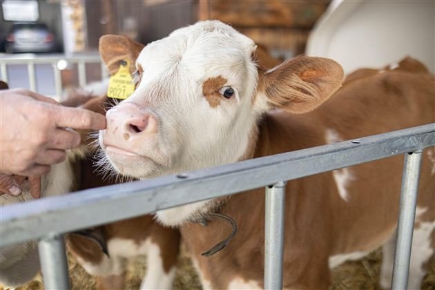 Telecí s hnědými a bílými skvrnami stojí za mřížemi. Ruka jemně hladí jeho tvář.