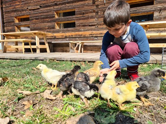 A boy is sitting on the grass and feeding small chicks. In the background, a wooden hut can be seen.