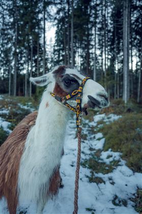 Lama @Annamaria Klocker