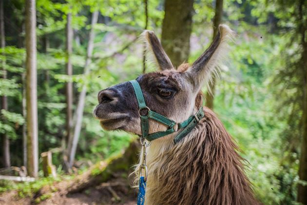 Lama Trekking