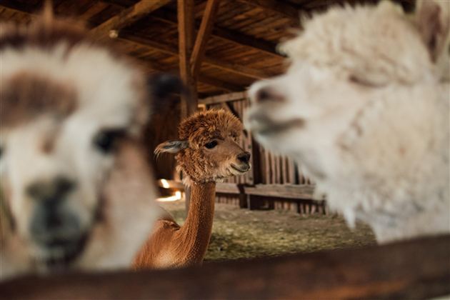 Lama- und Alpakaabenteuer in Schwoich