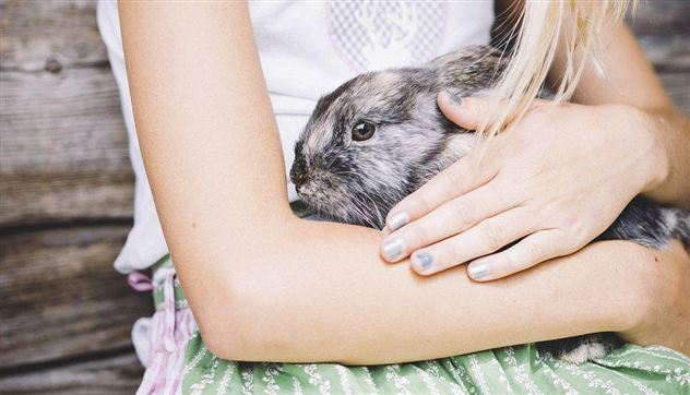 A girl is holding a gray rabbit in her arms. She is wearing a simple top and a skirt with a floral pattern.