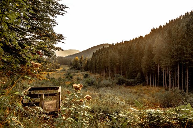 Eine ruhige Waldlandschaft mit hohen Tannen und sanften Hügeln im Hintergrund. Im Vordergrund steht eine kleine Holzplattform, umgeben von Natur.