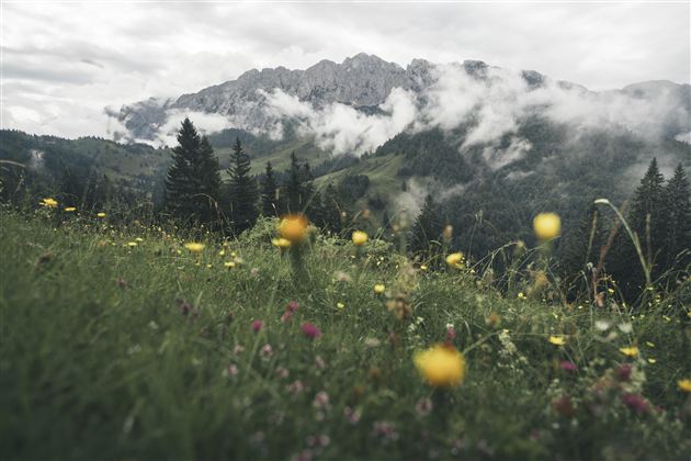 Naturerlebnis Kaisergebirge
