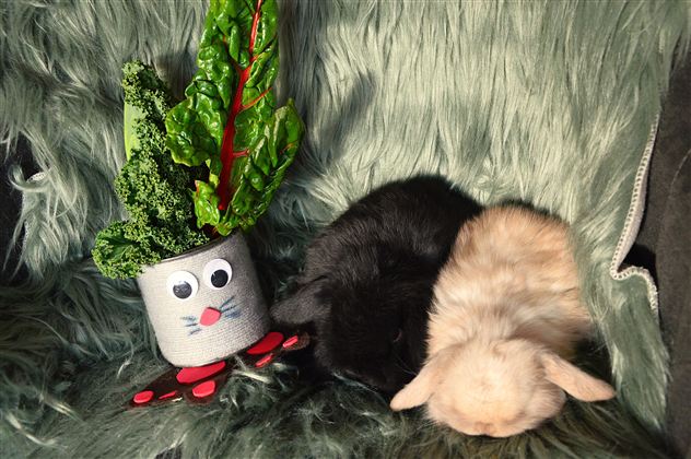 Zwei Kaninchen liegen entspannt auf einem weichen, grünen Teppich. Neben ihnen steht ein Pflanztopf mit Augen, der mit Gemüse dekoriert ist.