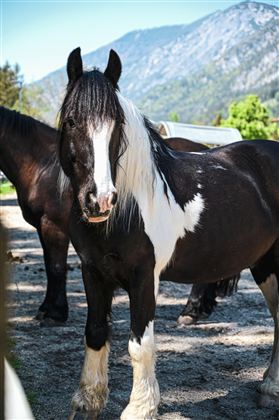 Ein schwarz-weißes Pferd mit langem Mähnenhaar steht vor einer Berglandschaft. Im Hintergrund sind weitere Pferde und Bäume zu sehen.