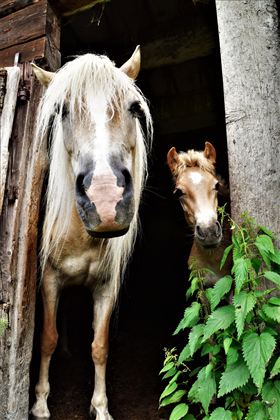 Pferde @Maria Silberberger