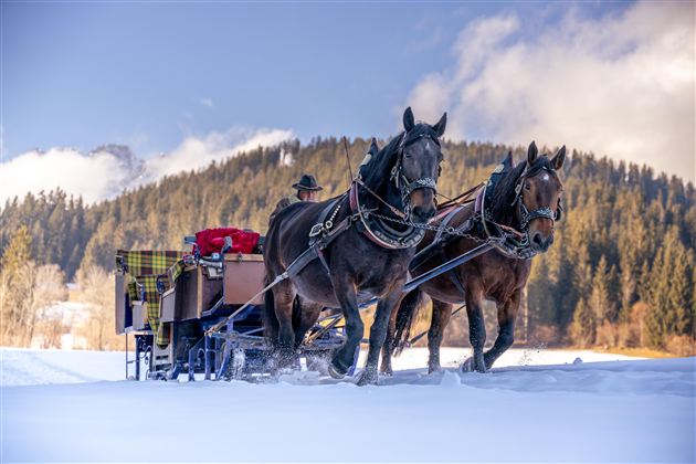 Eine Pferdeschlittenfahrt durch eine verschneite Landschaft mit einem Wald im Hintergrund. Der Himmel ist klar und es ist sonnig.