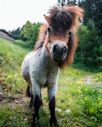 Ponyreiten