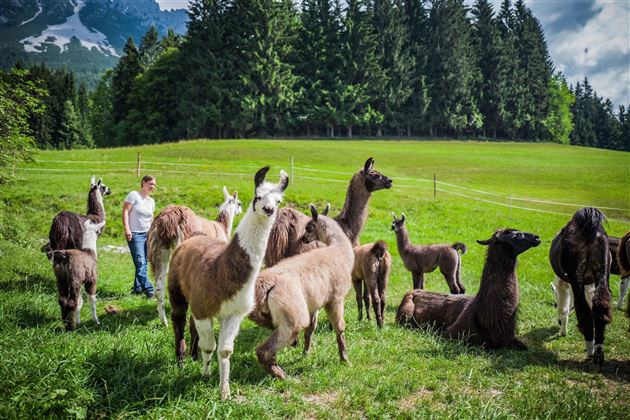 Ruth und ihre Lamas