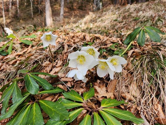 Weiße Blumen wachsen zwischen braunen Blättern und grünen Blättern im Wald. Die Umgebung ist ruhig und natürlich.