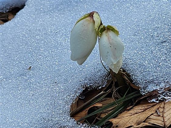 Eine Schneerose blüht aus dem Schnee. Der Boden ist mit Laub und glitzerndem Schnee bedeckt.