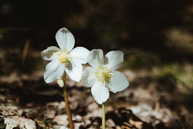 Zwei weiße Blumen mit gelben Mittelpunkten wachsen auf dem Boden. Die Umgebung ist schattig und natürlich.
