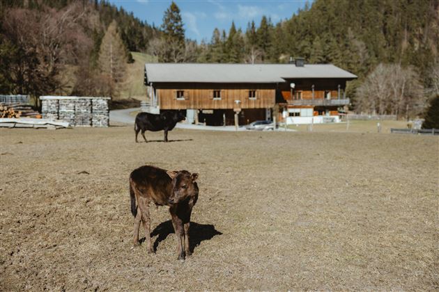 Scheffau_Seespitzhof_Zwergzebu im März