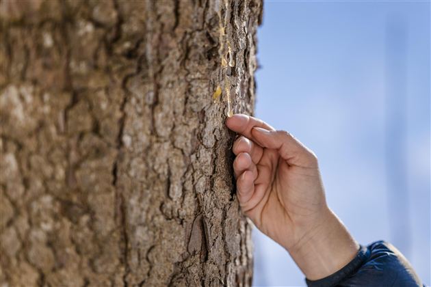 Two people are hiking on a green, wooded hill. In the background, mountains and a blue sky can be seen.