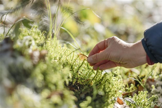 A hand gently reaches for a green moss. In the background, blurred plants and leaves are visible.